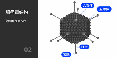 腺病毒结构